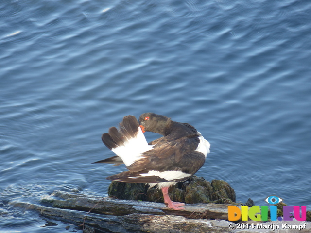 FZ006792 Oystercatcher (Haematopus ostralegus) grooming itself